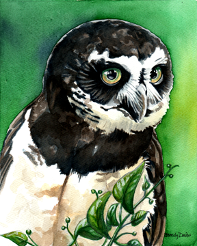 Spectacled Owl Print