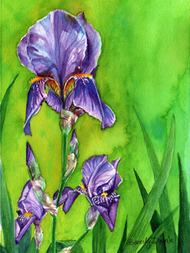 Purple Iris Print